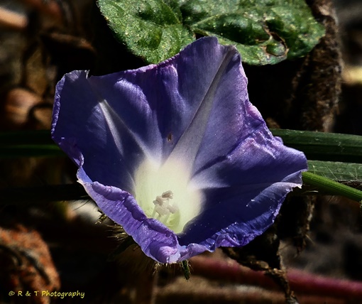 {Ipomoea hederacea}
